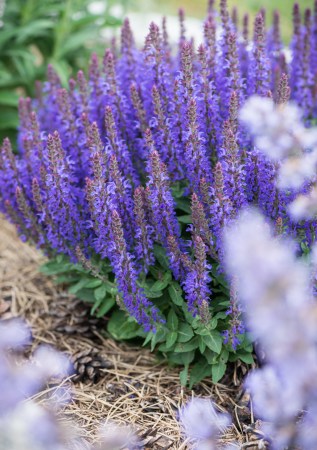 ШАВЛІЯ дібровна Blue Queen